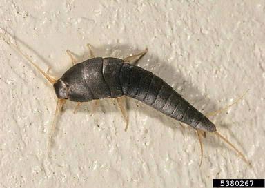 Silverfish