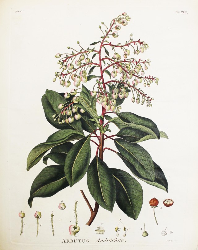 Arbutus Andrachne. Plate from The Works of John Fothergill, M.D. 1784 (SR L007 FOT)